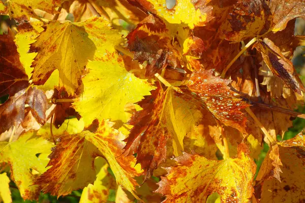 Weinberg-Blätter im Herbst — Stockfoto